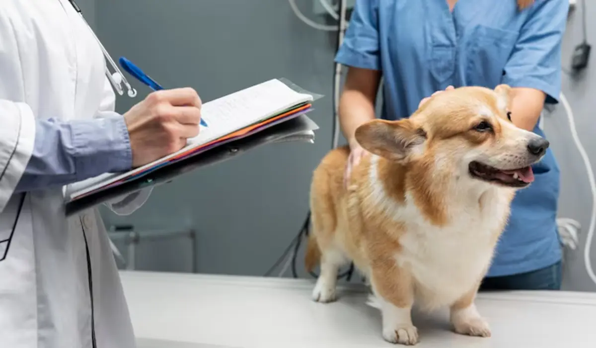 Comprehensive Guide to Pet Health Insurance in 2025
