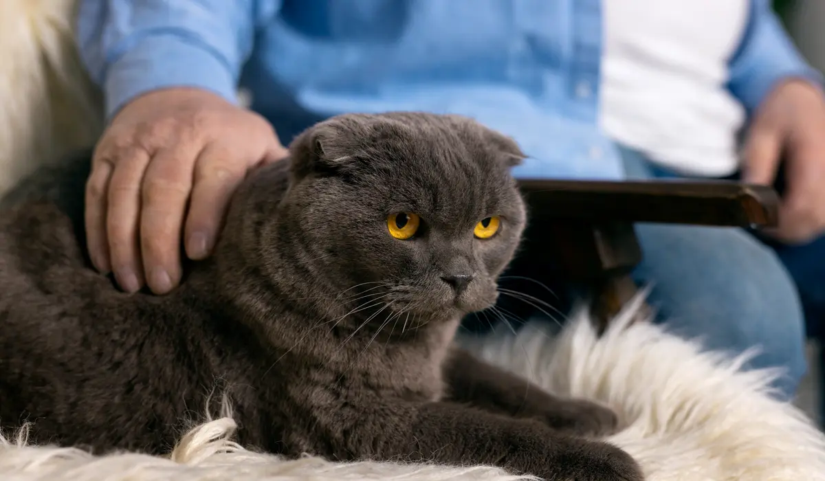 The 15 Rarest Cat Breeds and Their Unique Health Needs