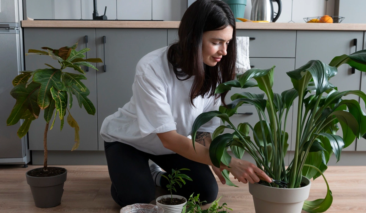 Top 10 Indoor Plants That Purify Air and Boost Productivity